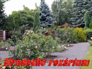 Hradecké rozárium 2013