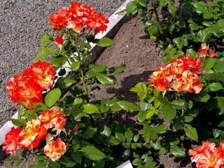 Hradecké rozárium 2013