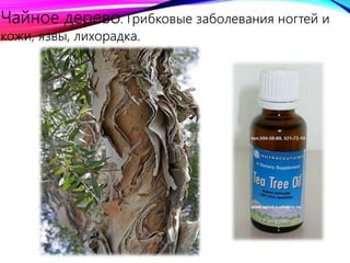 Чайное дерево. Грибковые заболевания ногтей и
кожи, язвы, лихорадка.
 