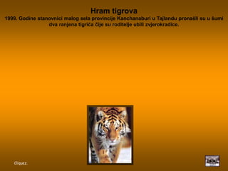 Wat Pha Luang Ta Bua Hram tigrova 1999. Godine stanovnici malog sela provincije Kanchanaburi u Tajlandu pronašli su u šumi dva ranjena tigrića čije su roditelje ubili zvjerokradice. Cliquez. 