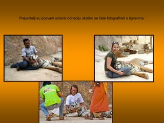 Posjetitelji su pozvani ostaviti donaciju ukoliko se žele fotografirati s tigrovima.<br />