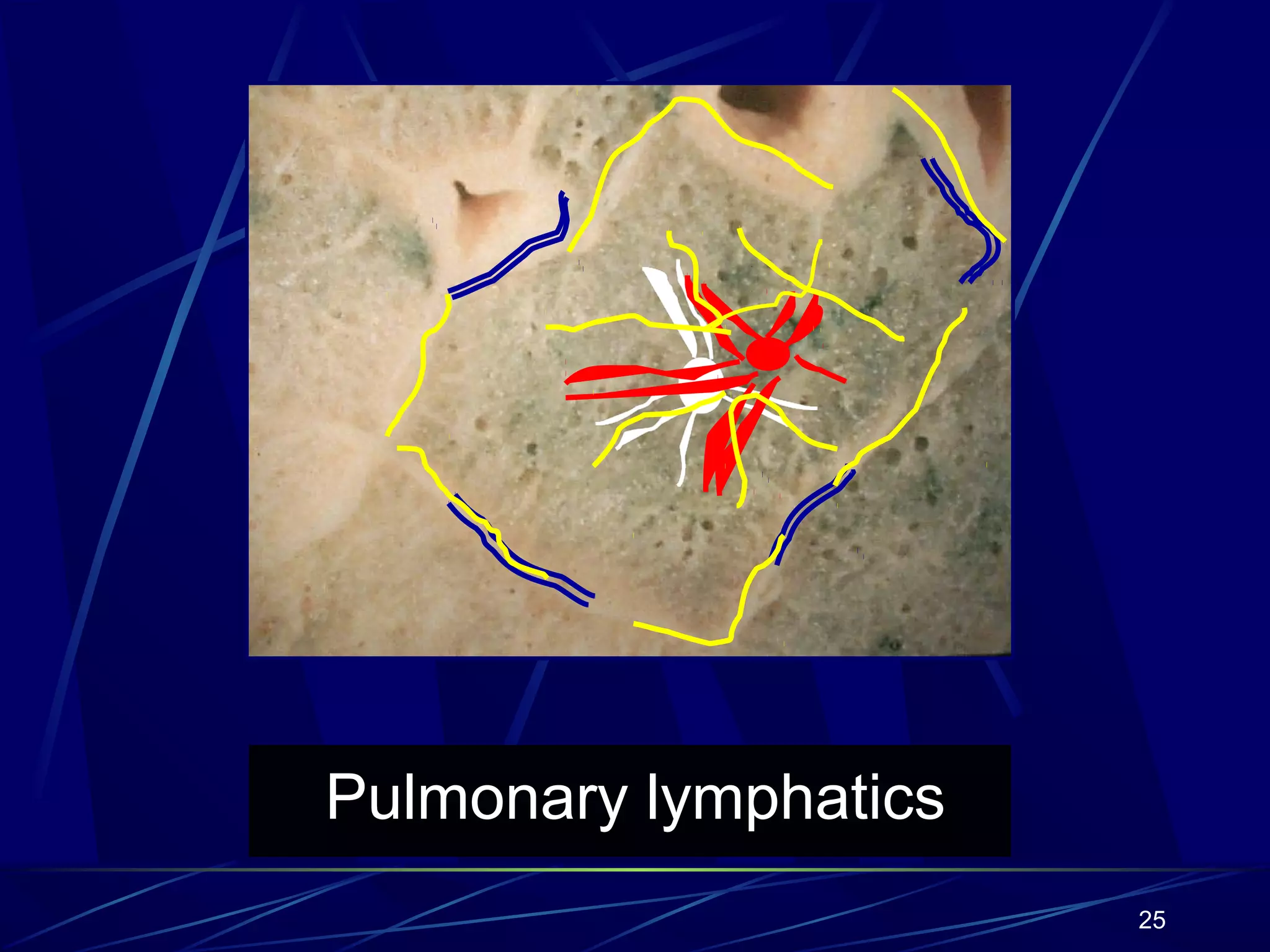 Pulmonary lymphatics
25
 