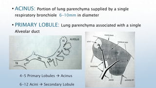 • ACINUS: Portion of lung parenchyma supplied by a single
respiratory bronchiole 6-10mm in diameter
• PRIMARY LOBULE: Lung...