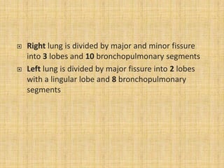    Right lung is divided by major and minor fissure
    into 3 lobes and 10 bronchopulmonary segments
   Left lung is divided by major fissure into 2 lobes
    with a lingular lobe and 8 bronchopulmonary
    segments
 