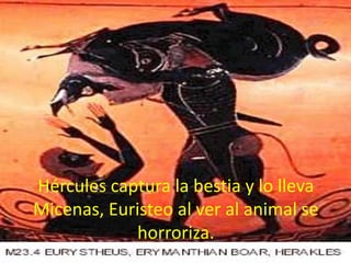 Hércules captura la bestia y lo lleva
Micenas, Euristeo al ver al animal se
horroriza.

 