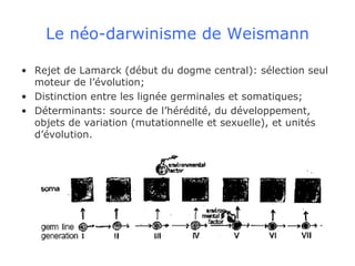 Le néo-darwinisme de Weismann Rejet de Lamarck (début du dogme central): sélection seul moteur de l’évolution; Distinction entre les lignée germinales et somatiques; Déterminants: source de l’hérédité, du développement, objets de variation (mutationnelle et sexuelle), et unités d’évolution. 