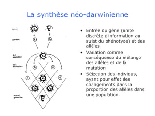 La synthèse néo-darwinienne Entrée du gène (unité discrète d’information au sujet du phénotype) et des allèles Variation comme conséquence du mélange des allèles et de la mutation Sélection des individus, ayant pour effet des changements dans la proportion des allèles dans une population 
