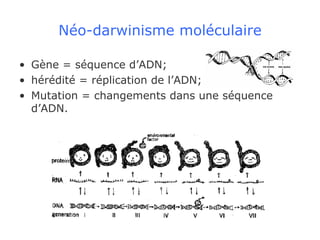 Néo-darwinisme moléculaire Gène = séquence d’ADN;  hérédité = réplication de l’ADN; Mutation = changements dans une séquence d’ADN. 