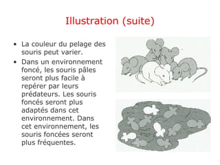 Illustration (suite) La couleur du pelage des souris peut varier. Dans un environnement foncé, les souris pâles seront plus facile à repérer par leurs prédateurs. Les souris foncés seront plus adaptés dans cet environnement. Dans cet environnement, les souris foncées seront plus fréquentes. 