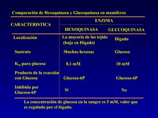 Comparación de Hexoquinasa y Glucoquinasa en mamíferos CARACTERISTICA ENZIMA HEXOQUINASA GLUCOQUINASA Localización La mayoria de los tejido (baja en Hígado) Hígado Sustrato Muchas hexosas Glucosa K M  para glucosa 0,1 mM 10 mM Producto de la reacción con Glucosa Glucosa-6P Glucosa-6P Inhibida por Glucosa-6P Sí No La concentración de glucosa en la sangre es 5 mM, valor que es regulado por el hígado. 