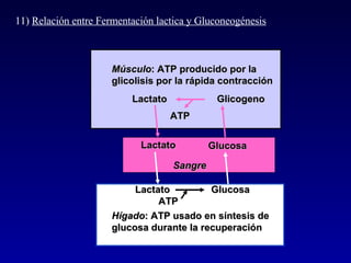 11)  Relación entre Fermentación lactica y Gluconeogénesis Músculo : ATP producido por la glicolisis por la rápida contracción Hígado : ATP usado en síntesis de  glucosa durante la recuperación Lactato Glucosa Lactato Glucosa ATP Lactato Glicogeno ATP Sangre 