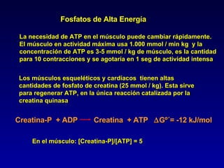 Fosfatos de Alta Energía La necesidad de ATP en el músculo puede cambiar rápidamente. El músculo en actividad máxima usa 1.000 mmol / min kg  y la  concentración de ATP es 3-5 mmol / kg de músculo, es la cantidad para 10 contracciones y se agotaría en 1 seg de actividad intensa Los músculos esqueléticos y cardíacos  tienen altas  cantidades de fosfato de creatina (25 mmol / kg). Esta sirve para regenerar ATP, en la única reacción catalizada por la creatina quinasa Creatina-P  + ADP  Creatina  + ATP   Gº´= -12 kJ/mol En el músculo: [Creatina-P]/[ATP] = 5  