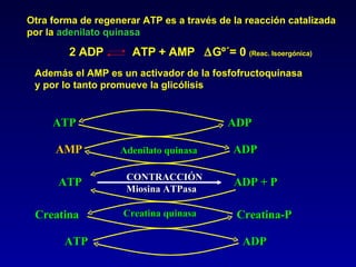 Además el AMP es un activador de la fosfofructoquinasa y por lo tanto promueve la glicólisis  Otra forma de regenerar ATP es a través de la reacción catalizada por la  adenilato quinasa Creatina ATP ADP + P Creatina-P AMP ADP ATP ADP ATP ADP Creatina quinasa Adenilato quinasa CONTRACCIÓN Miosina ATPasa 2 ADP  ATP + AMP   Gº´= 0  (Reac. Isoergónica) 