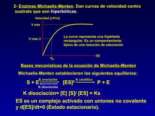 K M V máx/ 2 V máx La curva representa una hipérbola  rectangular. Es un comportamiento típico de una reacción de saturación [S] Velocidad (  P/  t) Michaelis-Menten establecieron los siguientes equilibrios: K asociación K disociación S + E  [ES] #  P + E K disociación= [E] [S]/ [ES] = Ks ES es un complejo activado con uniones no covalente y d[ES]/dt=0 (Estado estacionario). Bases mecanísticas de la ecuación de Michaelis-Menten 2-  Enzimas Michaelis-Menten . Dan curvas de velocidad contra sustrato que son  hiperbólicas . K catalítica 