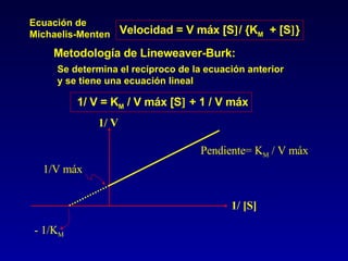 Metodología de Lineweaver-Burk: Se determina el recíproco de la ecuación anterior  y se tiene una ecuación lineal 1/ V = K M  / V máx [S   + 1 / V máx Pendiente= K M  / V máx 1/V máx - 1/K M 1/ [S] 1/ V Velocidad = V máx [S  / {K M   + [S  } Ecuación de  Michaelis-Menten 
