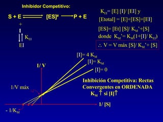 1/V máx - 1/K M 1/ [S] 1/ V [ I ]= 0 [ I ]= K M [ I ]= 4 K M Inhibición Competitiva: Rectas Convergentes en ORDENADA K M     si [I]  Inhibidor Competitivo: S + E  [ES] #  P + E + I E I K E I K E I =  [E] [ I ]/ [E I ] y [Etotal] = [E]+[ES]+[E I ] [ES]= [Et] [S]/ K M ’+[S] donde  K M ’= K M (1+[ I ]/ K E I )    V = V máx [S]/ K M ’+ [S] 