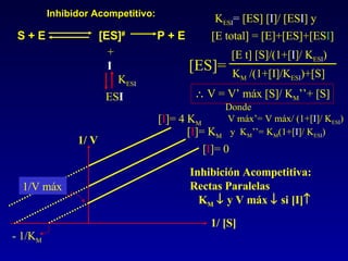 - 1/K M 1/ [S] 1/ V [ I ]= 0 [ I ]= K M [ I ]= 4 K M Inhibición Acompetitiva: Rectas Paralelas K M     y V máx    si [I]  Inhibidor Acompetitivo: S + E  [ES] #  P + E + I ES I K ES I K ES I =  [ES] [ I ]/ [ES I ] y [E total] = [E]+[ES]+[ES I ]    V = V’ máx [S]/ K M ’’+ [S] Donde V máx’= V máx/ (1+[ I ]/ K ES I ) y  K M ’’= K M (1+[ I ]/ K ES I ) [ES]= 1/V máx [E t] [S]/(1+[ I ]/ K ES I ) K M  /(1+[I]/K ES I )+[S] 