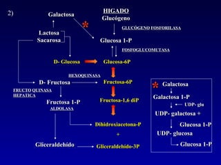 2) GLUCÓGENO   FOSFORILASA FOSFOGLUCOMUTASA D- Glucosa Glucosa-6P Fructosa-6P Fructosa-1,6 diP Dihidroxiacetona-P  +  Gliceraldehído-3P   HEXOQUINASA ALDOLASA FRUCTO   QUINASA   HEPATICA HIGADO  Glucógeno Glucosa 1-P D- Fructosa Lactosa  Sacarosa Fructosa 1-P Gliceraldehído * Galactosa Galactosa 1-P * Galactosa UDP- galactosa +  Glucosa 1-P UDP- glucosa Glucosa 1-P UDP- glu 