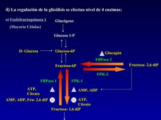 4)  La regulación de la glicólisis se efectua nivel de 4 enzimas:  D- Glucosa Glucosa-6P Fructosa-6P Fructosa- 1,6 diP Glucógeno Glucosa 1-P FPK-1 FPK-2 FBPasa 1 FBPasa 2 Fructosa- 2,6 diP a)  Fosfofructoquinasa 1 (Mayoría Células) AMP, ADP AMP, ADP, Fru- 2,6 diP ATP, Citrato ATP, Citrato Glucagón 