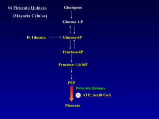 D- Glucosa Glucosa-6P Fructosa-6P Fructosa- 1,6 biP Glucógeno Glucosa 1-P b)  Piruvato Quinasa (Mayoría Células) ATP, Acetil CoA PEP Piruvato Piruvato Quinasa 