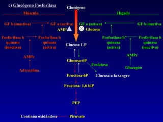 Glucosa-6P Fructosa-6P Glucógeno Glucosa 1-P c)  Glucógeno Fosforilasa Fructosa- 1,6 biP PEP Piruvato GF a (activa) GF a (activa) Músculo Hígado Adrenalina AMPc GF b (inactiva) Fosforilasa b quinasa (activa) Fosforilasa b quinasa (inactiva) GF b inactiva Glucagón AMPc Fosforilasa b quinasa (inactiva) Fosforilasa b quinasa (activa) AMP Glucosa Glucosa a la sangre Fosfatasa Continúa oxidándose 