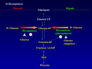 Glucosa-6P Fructosa-6P d)  Hexoquinasa Fructosa- 1,6 biP PEP Piruvato Músculo Hígado D- Glucosa Glucógeno Glucosa 1-P D- Glucosa Hexoquinasa (glucoquinasa) Hexoquinasa Glucosa sanguínea Glucosa 