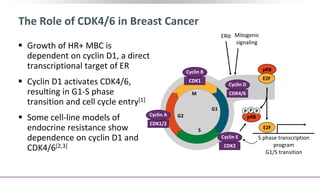 G2
S
M
G1
pRB
The Role of CDK4/6 in Breast Cancer
 Growth of HR+ MBC is
dependent on cyclin D1, a direct
transcriptional target of ER
 Cyclin D1 activates CDK4/6,
resulting in G1-S phase
transition and cell cycle entry[1]
 Some cell-line models of
endocrine resistance show
dependence on cyclin D1 and
CDK4/6[2,3]
ERα Mitogenic
signaling
S phase transcription
program
G1/S transition
P P P
pRB
E2F
E2F
CDK1
Cyclin B
CDK1/2
Cyclin A
CDK2
Cyclin E
CDK4/6
Cyclin D
 