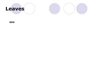 Leaves
xxx