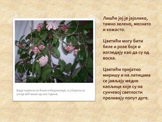 Христов венац | PPT