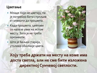 Христов венац | PPT