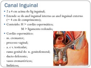 Canal Inguinal
 2 a 4 cm acima do lig inguinal;
 Estende-se do anel inguinal interno ao anel inguinal externo
    (~ 4 cm de comprimento);
   Conteúdo: H > cordão espermático;
                  M > ligamento redondo;
   Cordão espermático:
-   m. cremaster;
-   processo vaginal;
-   a. e v. testicular;
-   ramo genital do n. genitofemoral;
-   ducto deferente;
-   vasos cremastéricos;
-   linfáticos;
 
