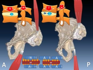 M
AA
AA AA
M
A A
?
>
30
70
30
 