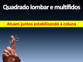 Atuam juntos estabilizando a coluna
 