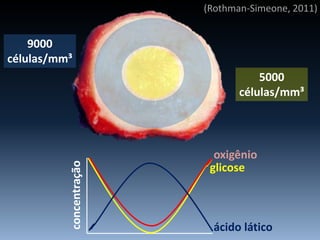 concentração
ácido lático
glicose
oxigênio
(Rothman-Simeone, 2011)
9000
células/mm³
5000
células/mm³
 