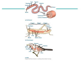 Anatomie & voeding | PPT