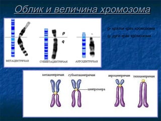 Облик и величина хромозома
р- кратки крак хромозома
q- дуги крак хромозома

 