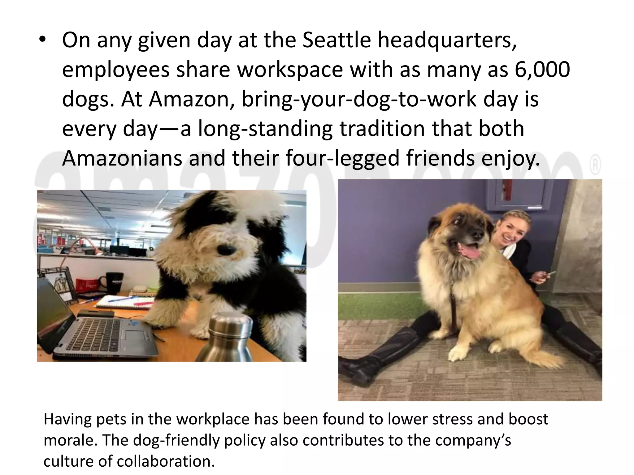 • On any given day at the Seattle headquarters,
employees share workspace with as many as 6,000
dogs. At Amazon, bring-your-dog-to-work day is
every day—a long-standing tradition that both
Amazonians and their four-legged friends enjoy.
Having pets in the workplace has been found to lower stress and boost
morale. The dog-friendly policy also contributes to the company’s
culture of collaboration.
 
