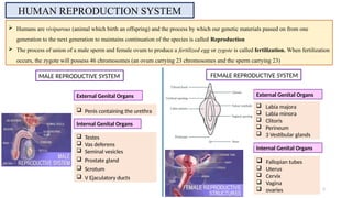 Human Reproduction system | PPTX