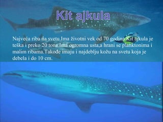 Najveća riba na svetu.Ima životni vek od 70 godina.Kit ajkula je
teška i preko 20 tona.Ima ogromna usta,a hrani se planktonima i
malim ribama.Takođe imaju i najdeblju kožu na svetu koja je
debela i do 10 cm.
 