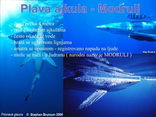 - duga preko 4 metra
- među najbržim ajkulama
- često iskače iz vode
- hrani se uglavnom lignjama
- smatra se opasnom - registrovano napada na ljude
- može se naći i u Jadranu ( narodni naziv je MODRULJ )
 