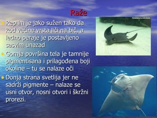 Raže
• Rep im je jako sužen tako da
  kod većine vrsta liči na bič, a
  leđno peraje je postavljeno
  sasvim unazad
• Gornja površina tela je tamnije
  pigmentisana i prilagođena boji
  okoline – tu se nalaze oči
• Donja strana svetlija jer ne
  sadrži pigmente – nalaze se
  usni otvor, nosni otvori i škržni
  prorezi.
 