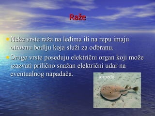 Raže

• Neke vrste raža na leđima ili na repu imaju
  otrovnu bodlju koja služi za odbranu.
• Druge vrste poseduju električni organ koji može
  izazvati prilično snažan električni udar na
  eventualnog napadača.            torpedo
 