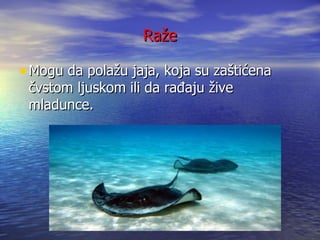 Raže

• Mogu da polažu jaja, koja su zaštićena
 čvstom ljuskom ili da rađaju žive
 mladunce.
 