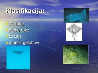 Klasifikacija:

• drhtulje
• prave raže
• žutulje
• morski golubovi
 