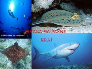 HVALA NA PAŽNJI
     KRAJ
 