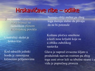 Hrskavičave ribe – odlike
                             Nemaju riblji mehur,pa zbog
U najvecem broju zive u
    moru hraneći se          toga moraju stalno da plivaju
    raznolikim plenom        da ne bi potonule
    životinjskog porekla
                            Koštane pločice smeštene
Unutrašnji skelet je        u koži nose krljušti koje su
  hrskavičav                u obliku zubolikog
                            nastavka
Kod odraslih jedinki       Glava je napred izvucena šiljato u
horda je zamenjena         produžetak nazvan rostrum pa zbog
kičmenim pršljenovima      toga usni otvor leži sa trbušne strane i u
                           vidu je poprečnog proreza
 