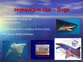 Hrskavicave ribe – škrge
Najčešće imaju 5 pari škrga koje
se samostalno otvaraju na
bokovima glave.

Svaka škrga leži u zasebnoj škržnoj duplji.
Ne postoji škržni poklopac.
 