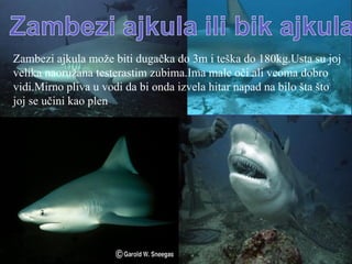Zambezi ajkula može biti dugačka do 3m i teška do 180kg.Usta su joj
velika naoružana testerastim zubima.Ima male oči ali veoma dobro
vidi.Mirno pliva u vodi da bi onda izvela hitar napad na bilo šta što
joj se učini kao plen
 