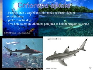 - često ih drže u zarobljeništvu i mogu se često videti u
akvarijumima
- preko 2 metra duga
- sive boje sa crnim vrhom na perajima sa belom prugom sa strane
 