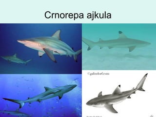 Crnorepa ajkula
 